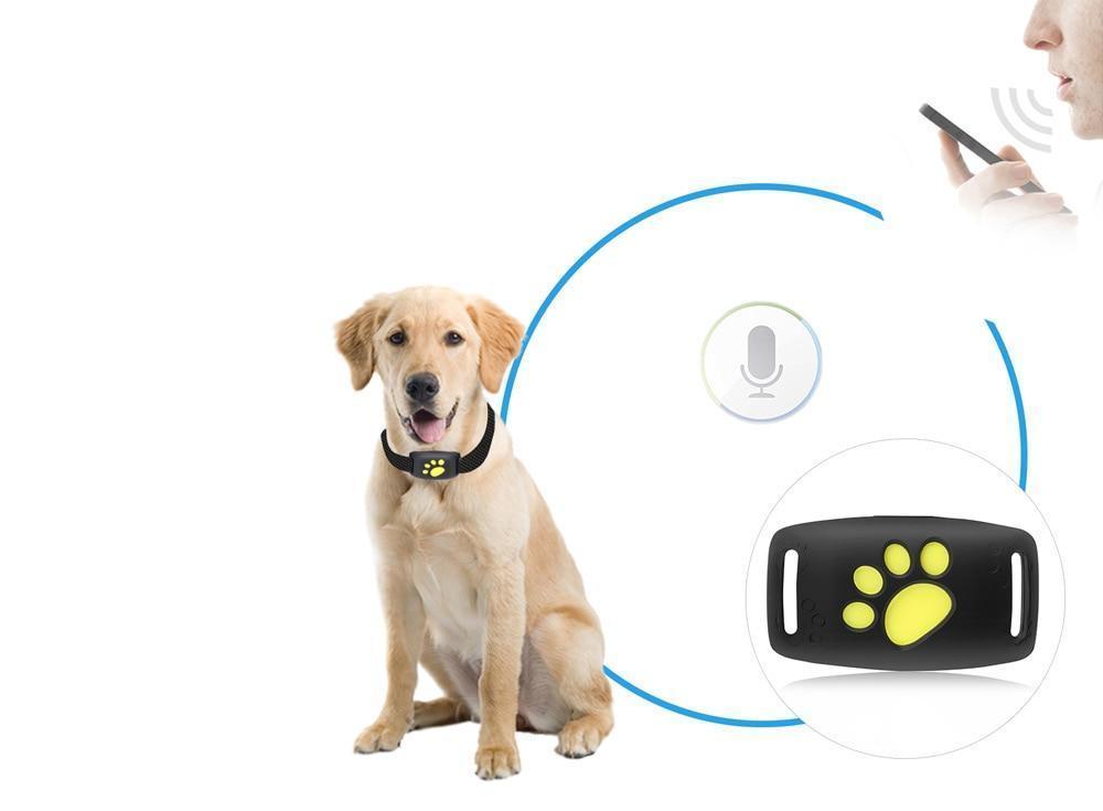 Collar GPS para Gato Seguimiento en Tiempo Real – Seguridad y Tranquilidad
