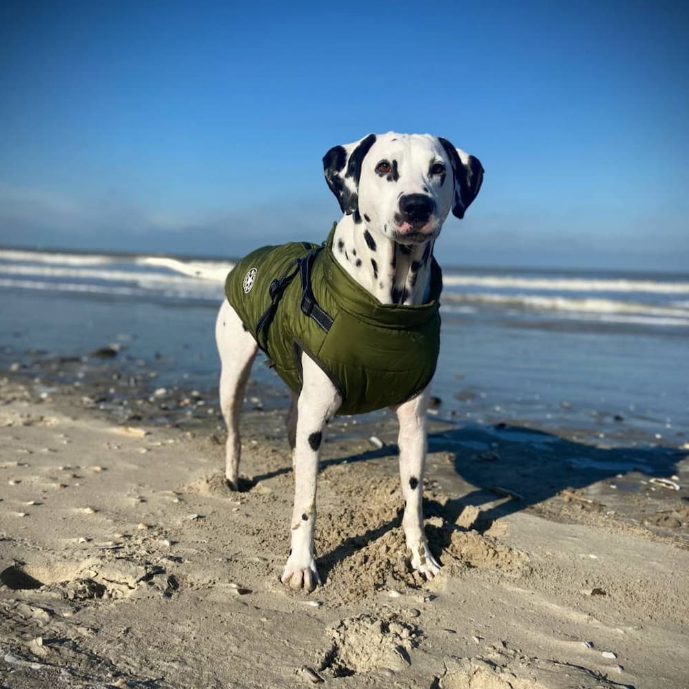 מעיל גשם לכלב - הגנה וסגנון 