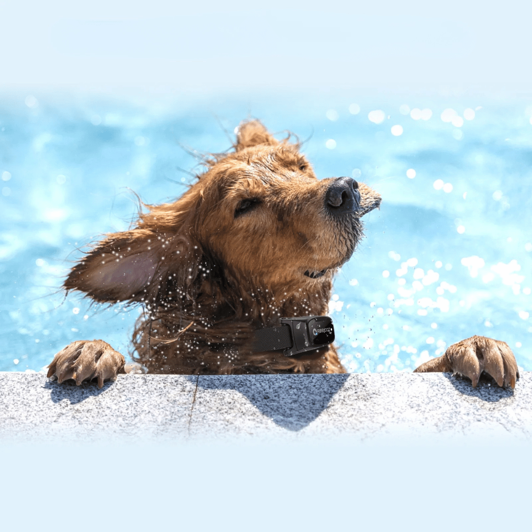 Koiran koulutuskaulakoru – LED-kaukosäädin ja kantama 1000 m 