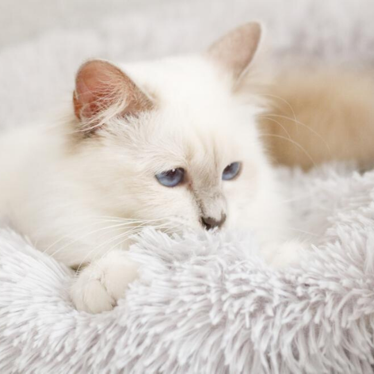 Kosekurv for katt - Ultra myk 