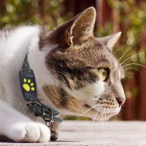 Collar GPS para Gato Seguimiento en Tiempo Real – Seguridad y Tranquilidad 